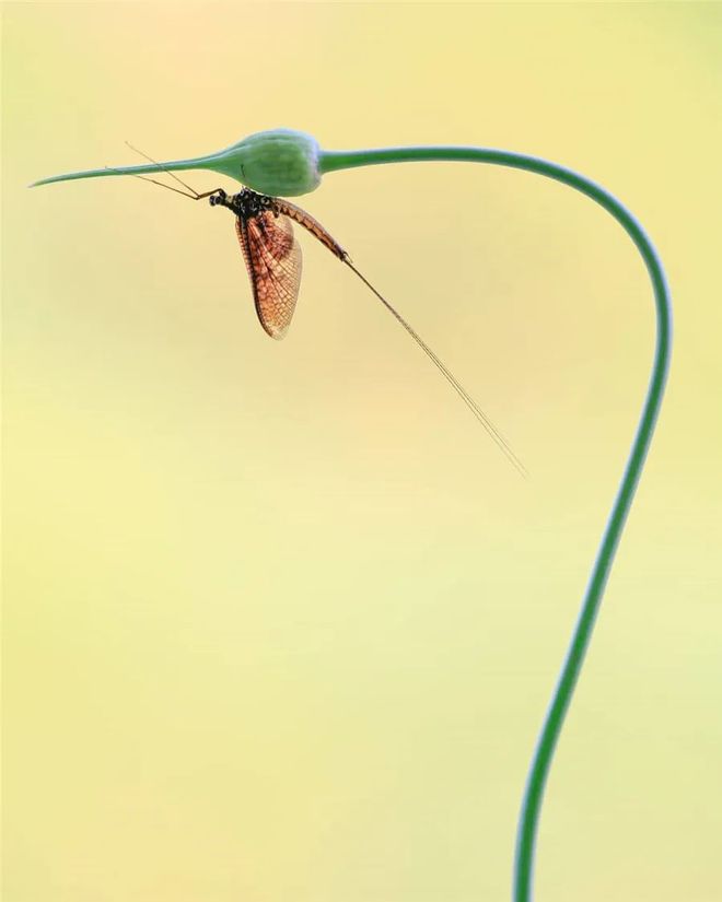 虫草，极简构图 书画知识 第7张