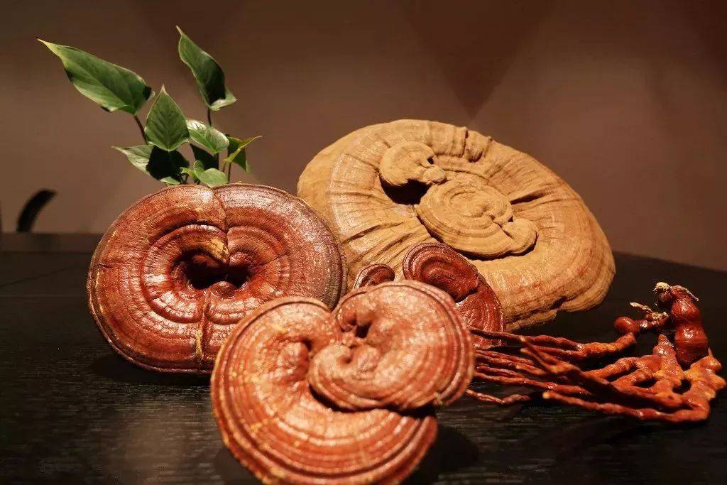 最适合入画的“十大吉祥植物” 书画知识 第76张