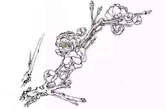 “四君子”梅兰竹菊画法，实用收藏！ 书画知识 第5张