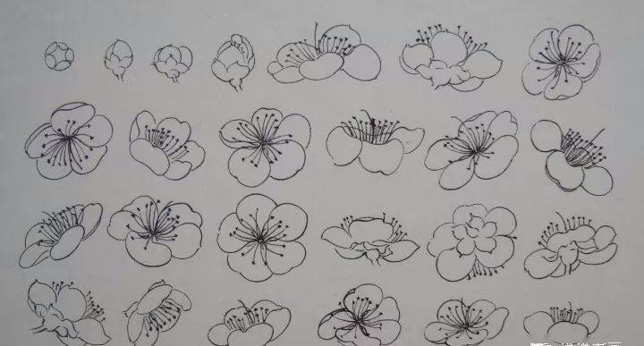 “四君子”梅兰竹菊画法，实用收藏！ 书画知识 第4张