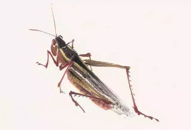 写意鱼虫画法，易学易懂 书画知识 第9张