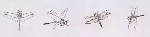 写意鱼虫画法，易学易懂 书画知识 第28张