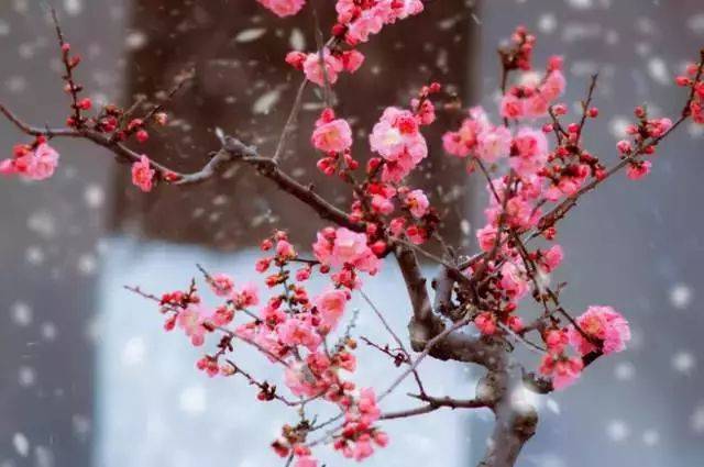 最适合入画的“十大吉祥植物” 书画知识 第2张