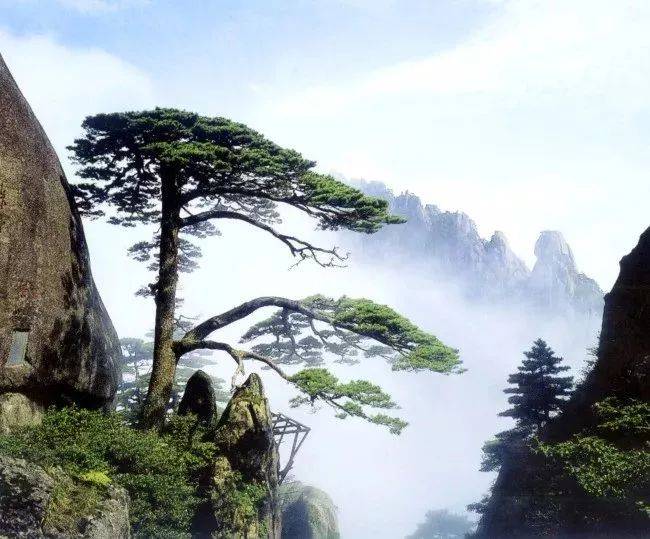最适合入画的“十大吉祥植物” 书画知识 第26张