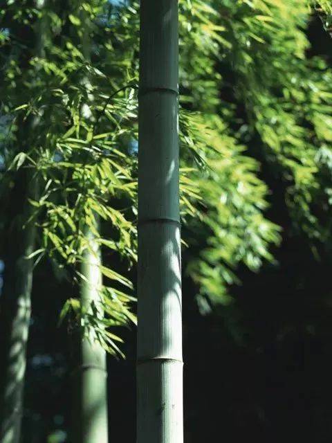 最适合入画的“十大吉祥植物” 书画知识 第14张