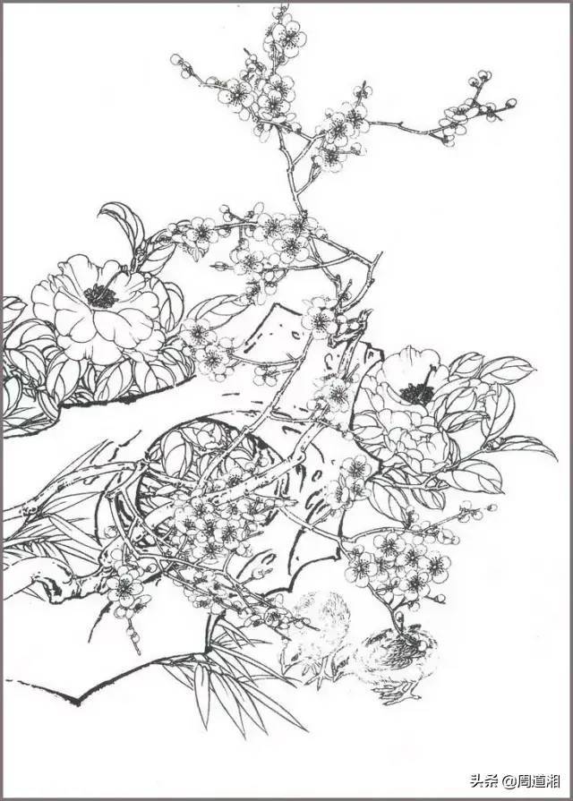 花鸟构图有讲究,看看梅花配石头 书画知识 第3张-墨韵书香 花鸟构图有讲究,看看梅花配石头 书画知识 第3张