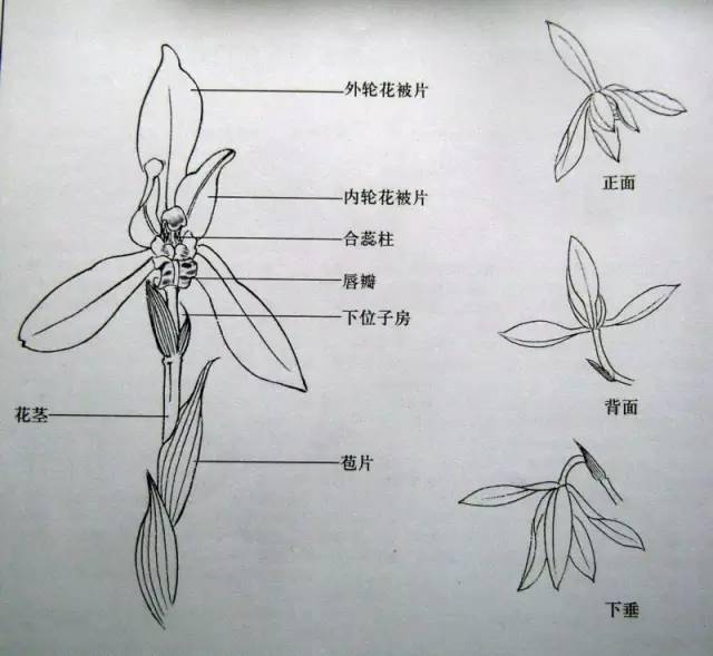 “四君子”梅兰竹菊画法，实用收藏！ 书画知识 第10张