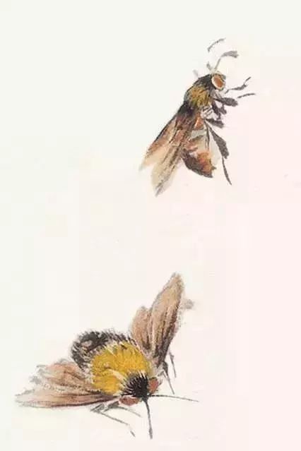 写意鱼虫画法，易学易懂 书画知识 第12张