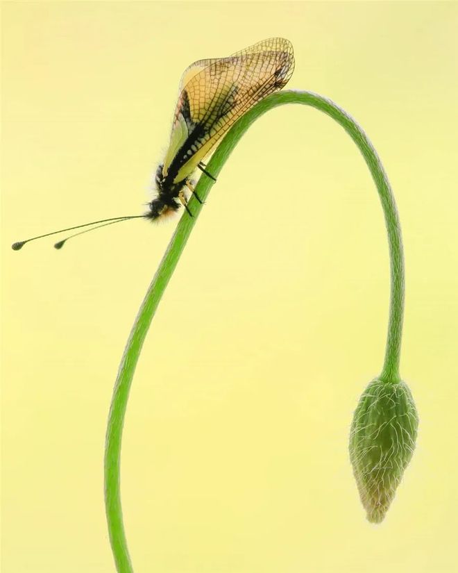 虫草，极简构图 书画知识 第10张