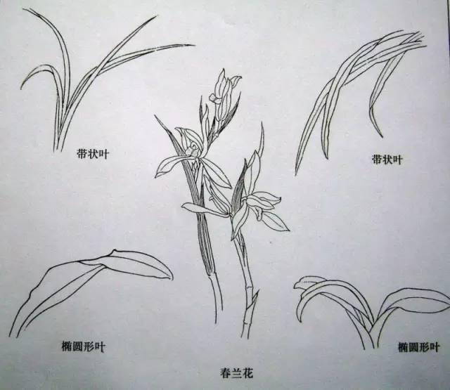 “四君子”梅兰竹菊画法，实用收藏！ 书画知识 第13张