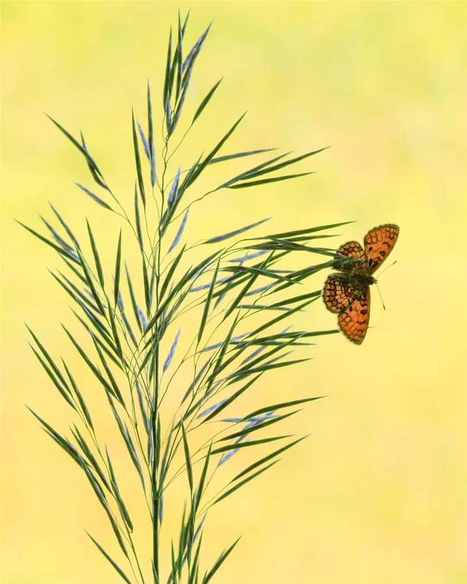 虫草，极简构图 书画知识 第6张