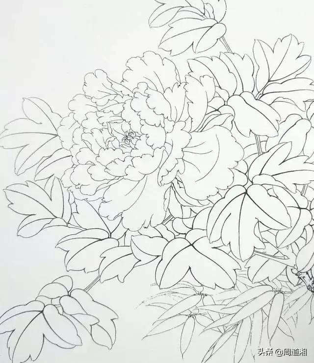 工笔牡丹状元红的设色示范步骤 书画知识 第1张