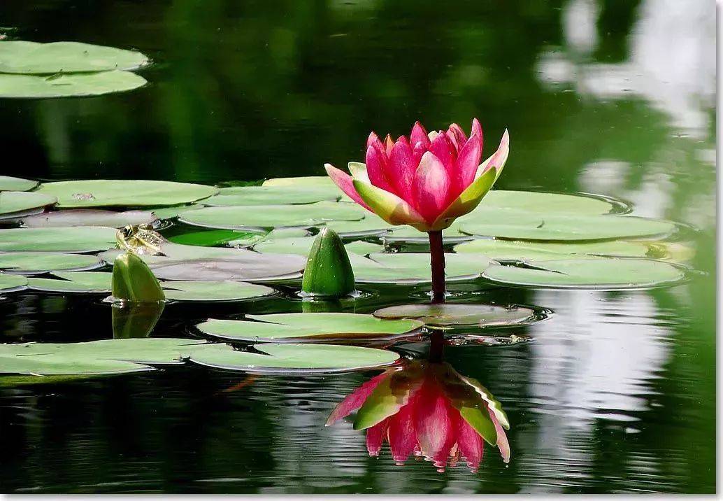 最适合入画的“十大吉祥植物” 书画知识 第62张