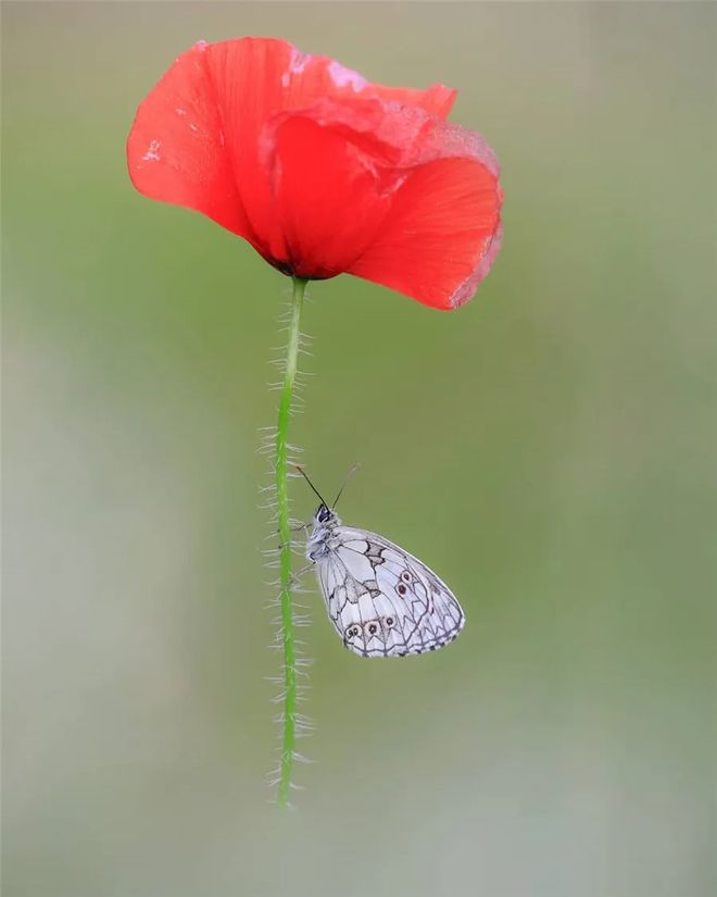 虫草，极简构图 书画知识 第8张