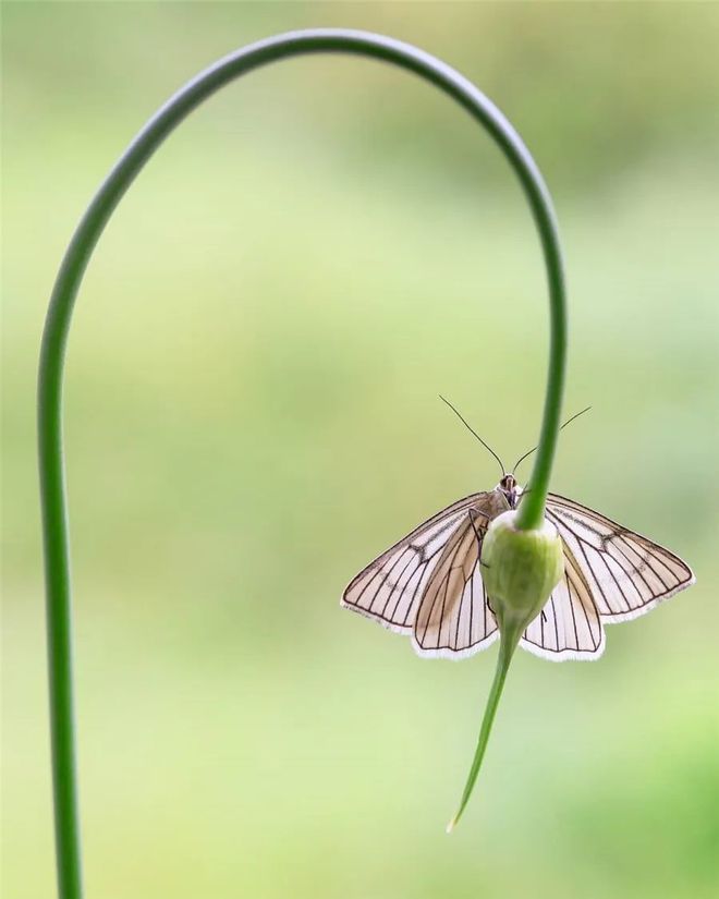 虫草，极简构图 书画知识 第14张