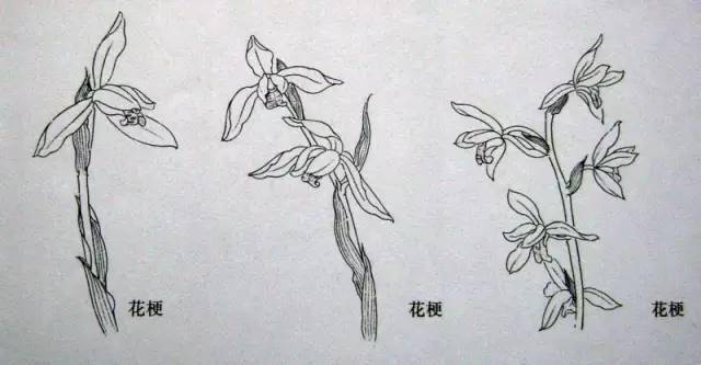 “四君子”梅兰竹菊画法，实用收藏！ 书画知识 第15张