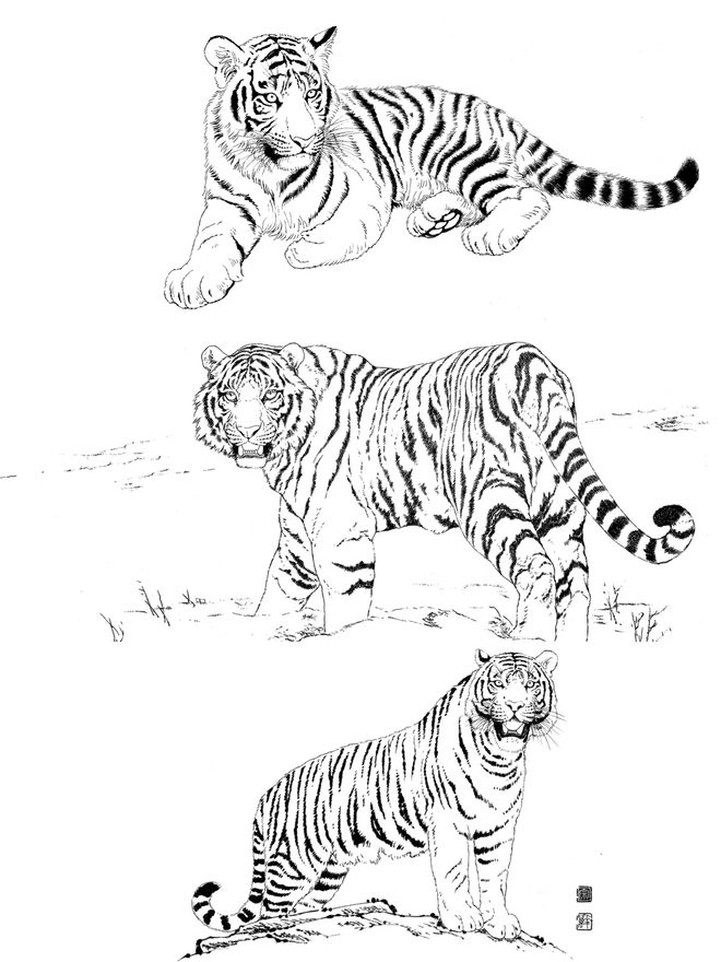 写意老虎的画法讲解及名画欣赏 书画知识 第11张