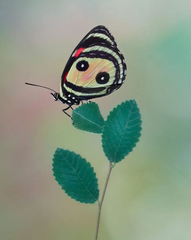 虫草，极简构图 书画知识 第1张