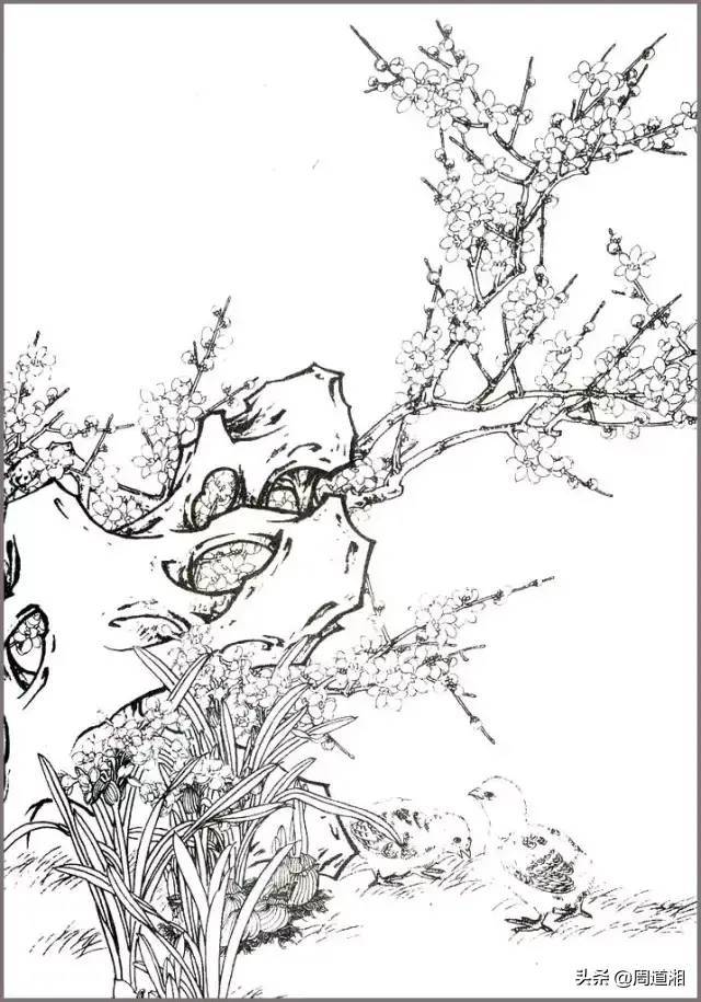 花鸟构图有讲究,看看梅花配石头 书画知识 第5张-墨韵书香 花鸟构图有讲究,看看梅花配石头 书画知识 第5张