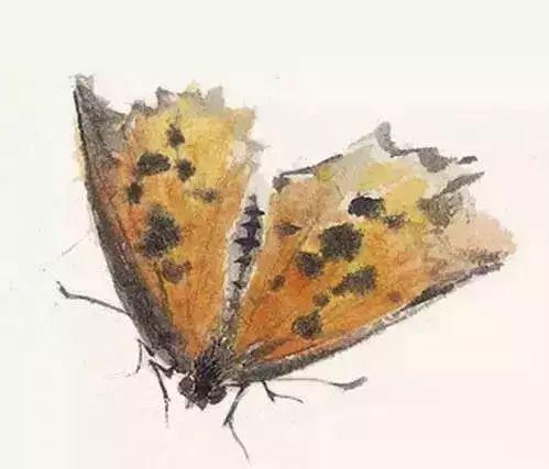 写意鱼虫画法，易学易懂 书画知识 第24张