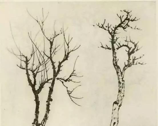 国画中所有树的详细画法解析 书画知识 第7张