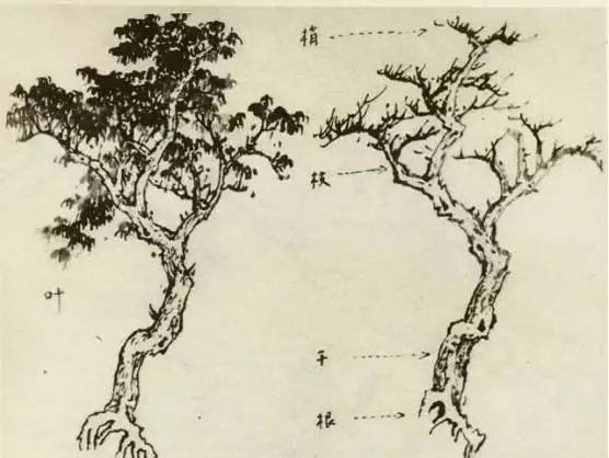 国画中所有树的详细画法解析 书画知识 第1张