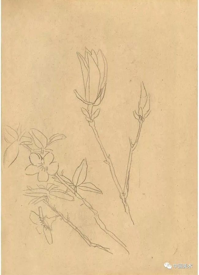 中国画写生的四种方法 书画知识 第13张