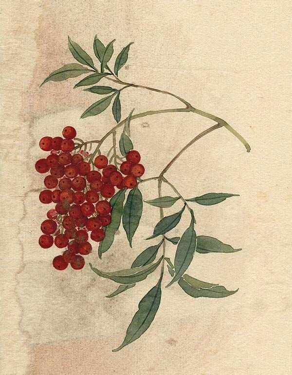 缪谷瑛《百花图》 历代国画 第14张