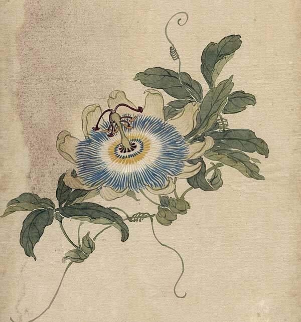 缪谷瑛《百花图》 历代国画 第41张