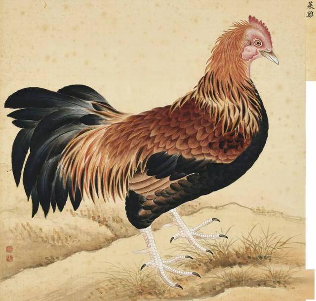 蒋廷锡 《鸟谱》 历代国画 第5张