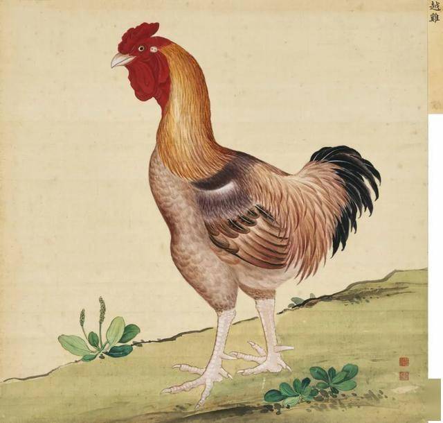 蒋廷锡 《鸟谱》 历代国画 第4张
