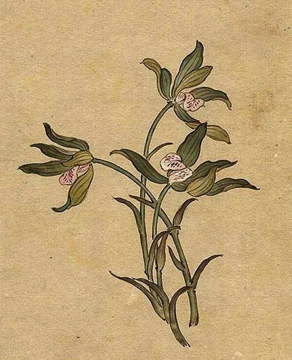 缪谷瑛《百花图》 历代国画 第28张