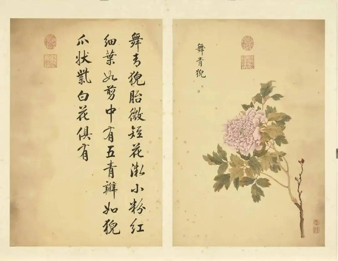 邹一桂《牡丹二十四品图》 历代国画 第52张