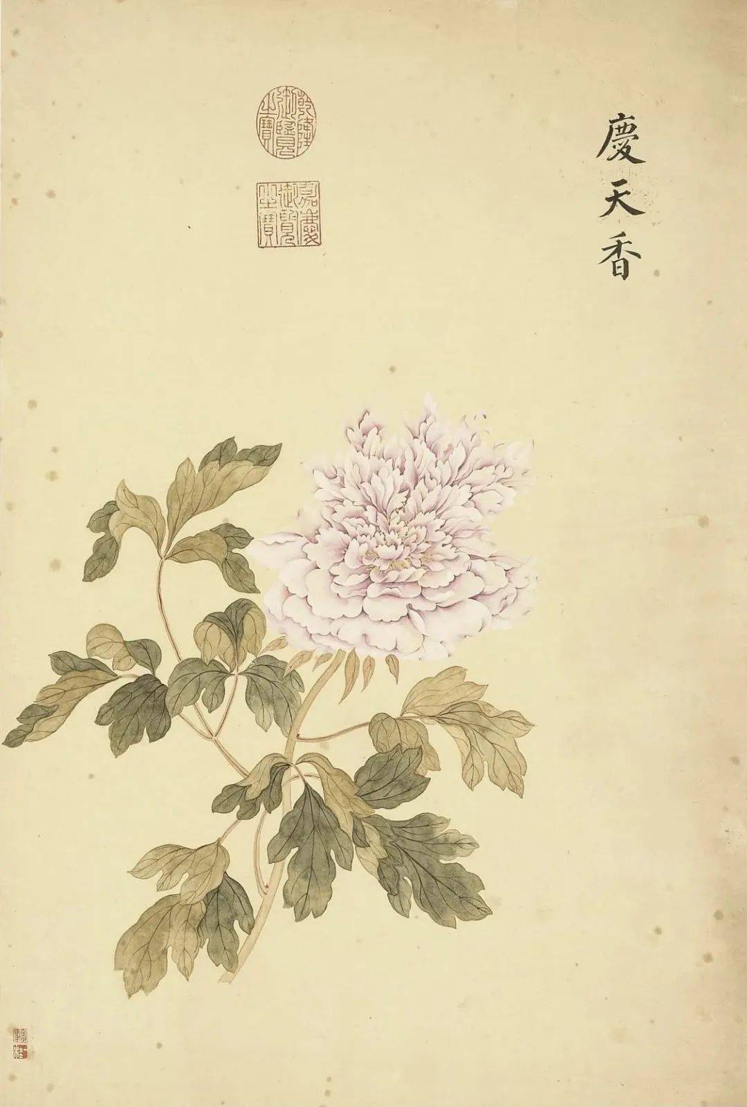 邹一桂《牡丹二十四品图》 历代国画 第60张