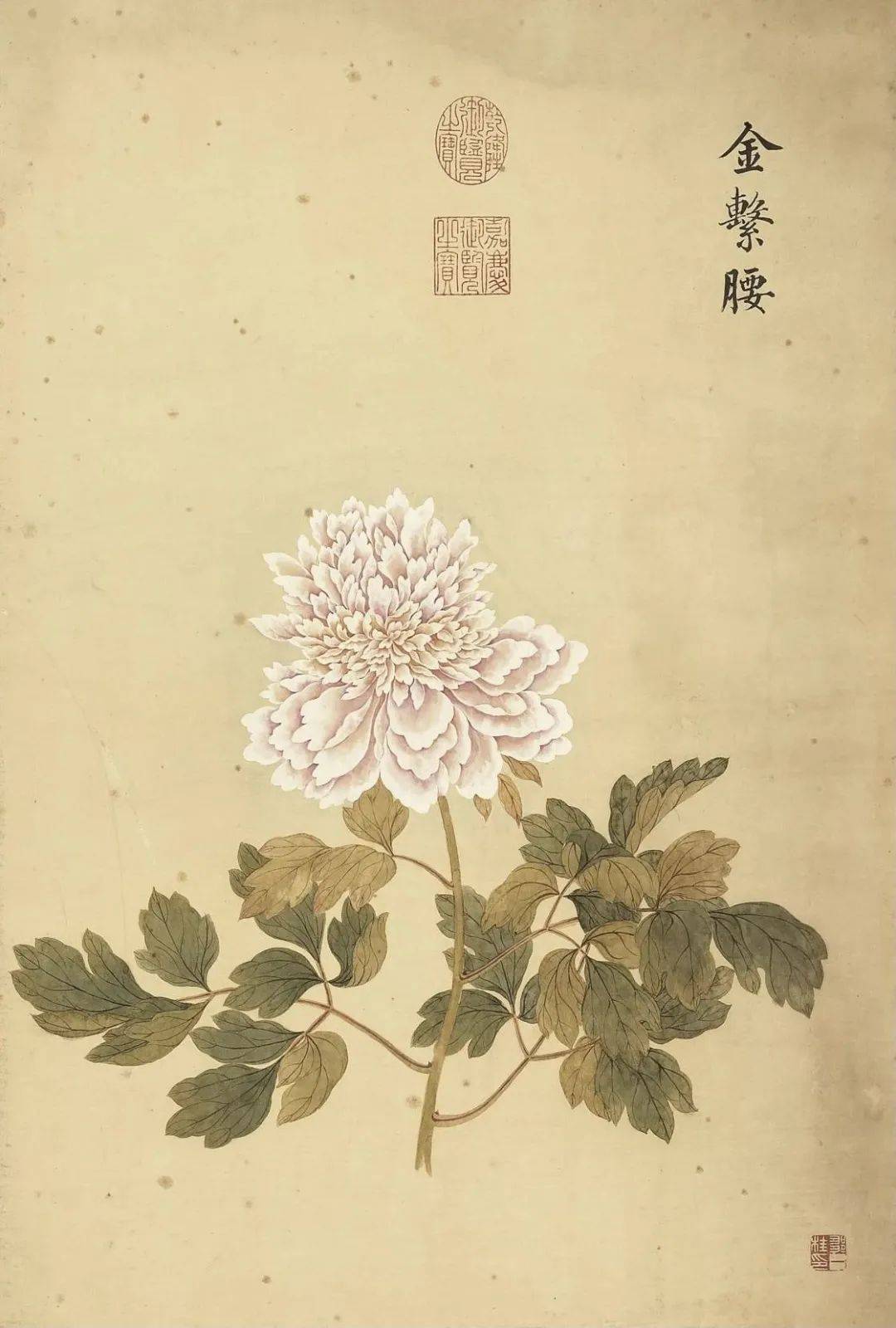 邹一桂《牡丹二十四品图》 历代国画 第18张