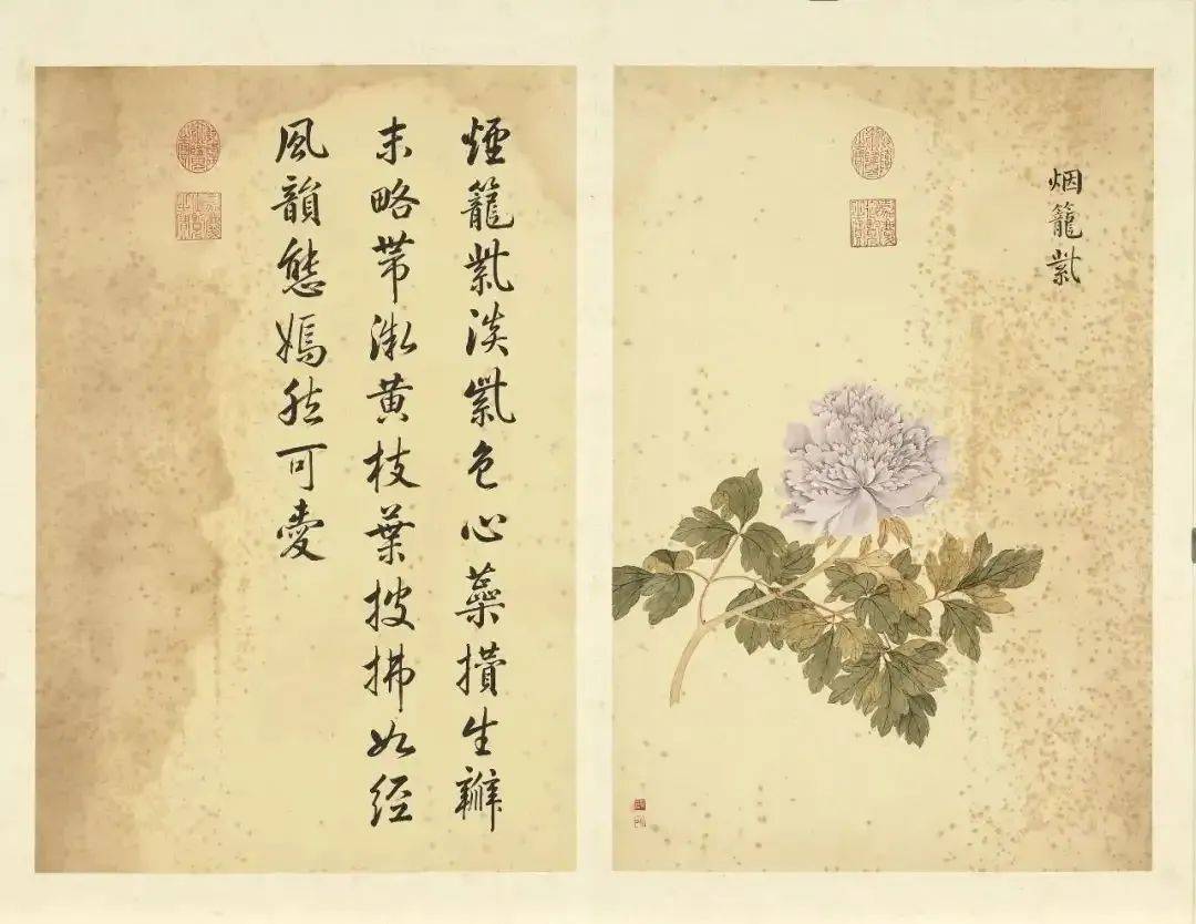 邹一桂《牡丹二十四品图》 历代国画 第37张