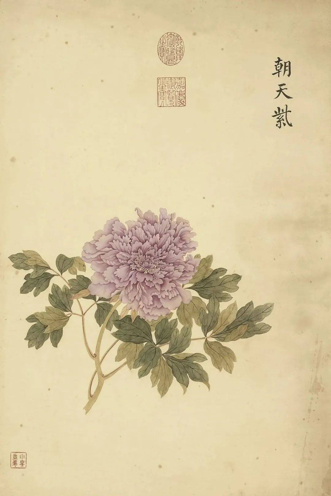 邹一桂《牡丹二十四品图》 历代国画 第15张