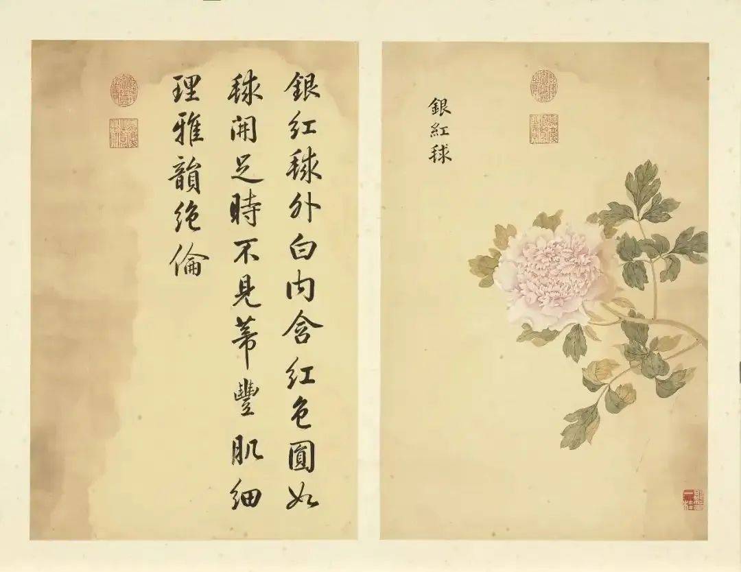 邹一桂《牡丹二十四品图》 历代国画 第31张