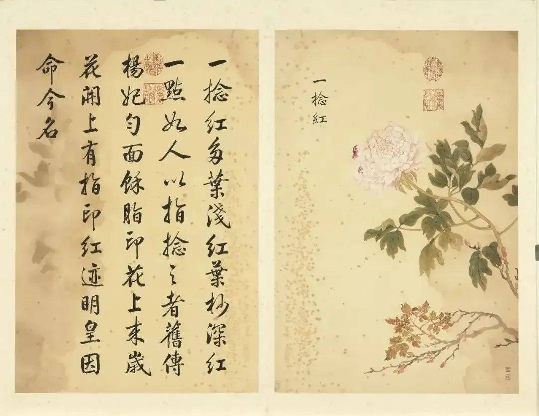 邹一桂《牡丹二十四品图》 历代国画 第46张