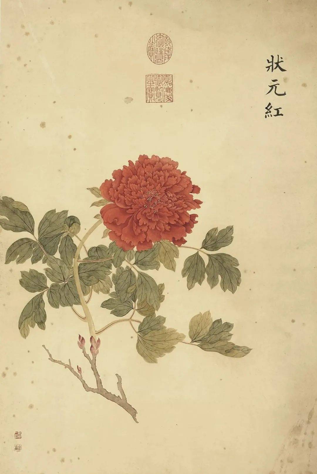 邹一桂《牡丹二十四品图》 历代国画 第21张