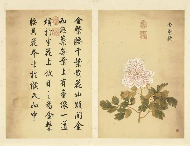邹一桂《牡丹二十四品图》 历代国画 第16张
