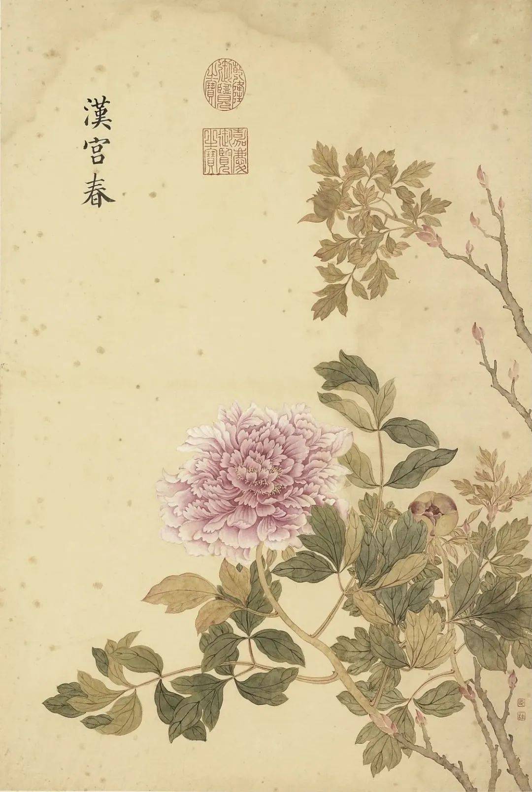 邹一桂《牡丹二十四品图》 历代国画 第42张