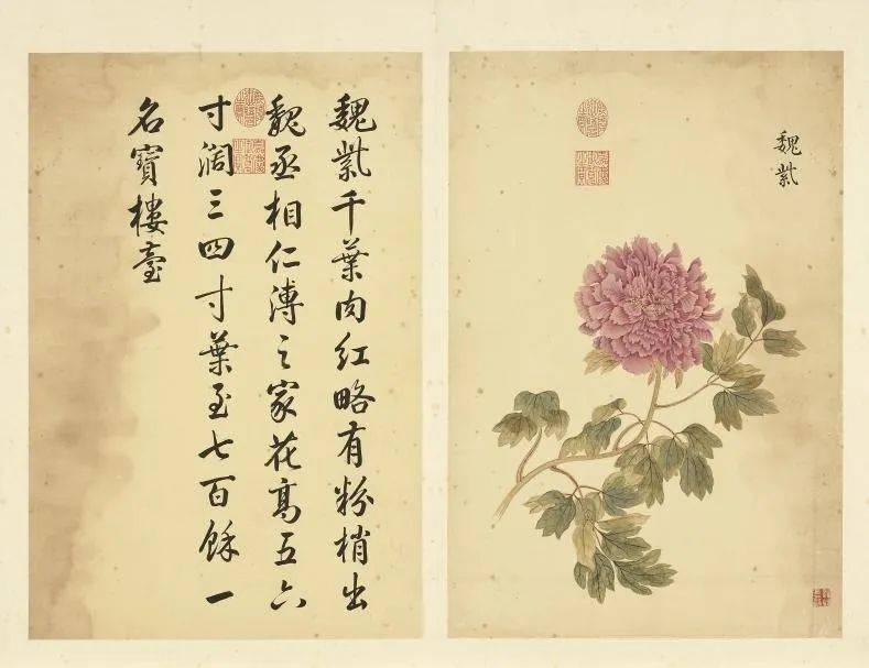 邹一桂《牡丹二十四品图》 历代国画 第4张