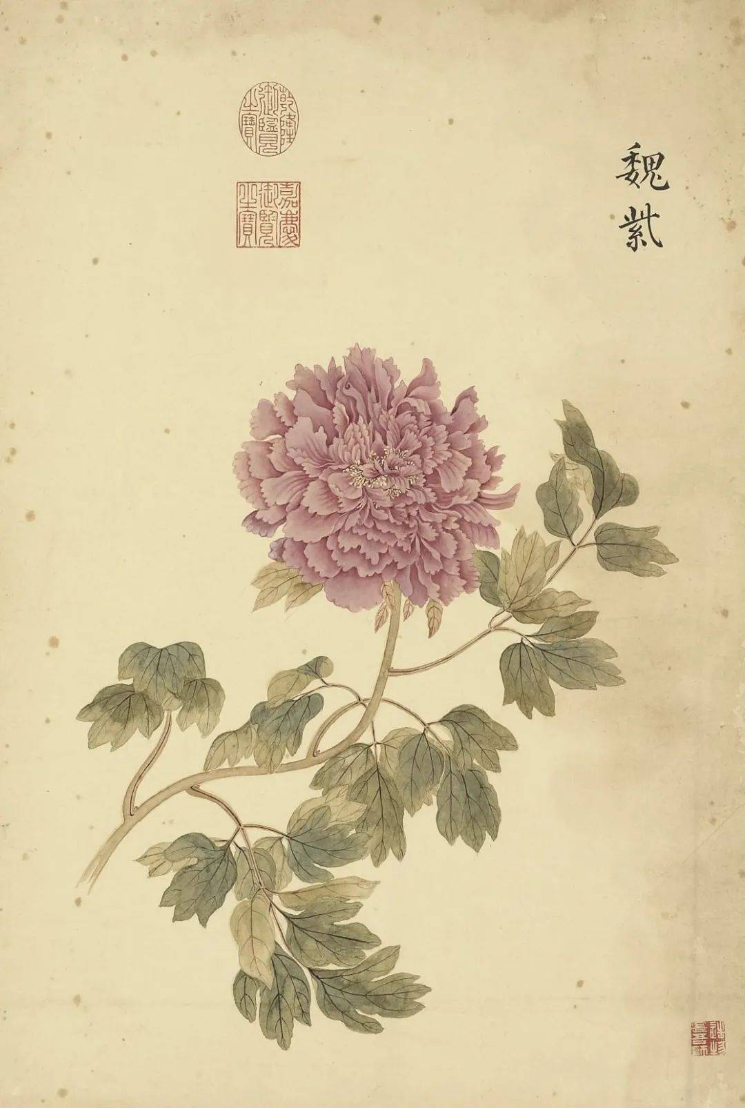 邹一桂《牡丹二十四品图》 历代国画 第6张