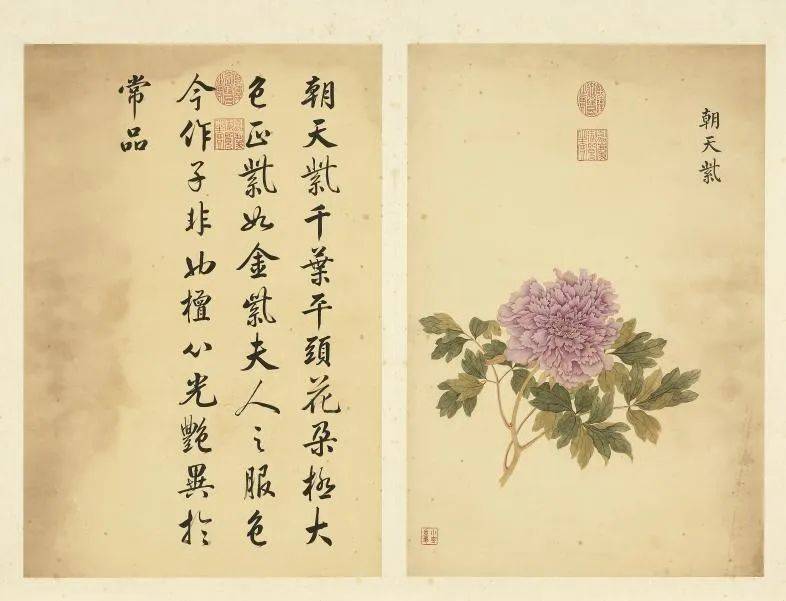 邹一桂《牡丹二十四品图》 历代国画 第13张