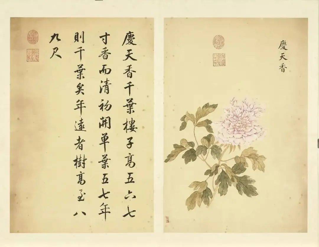 邹一桂《牡丹二十四品图》 历代国画 第58张