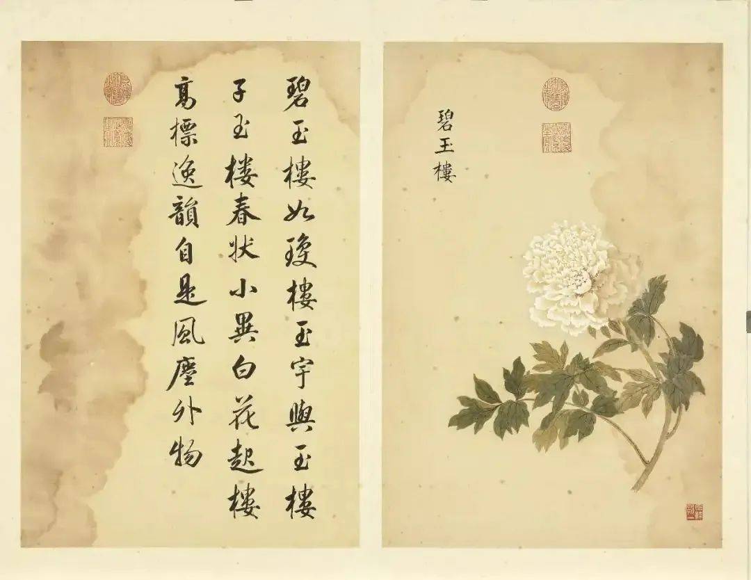 邹一桂《牡丹二十四品图》 历代国画 第43张