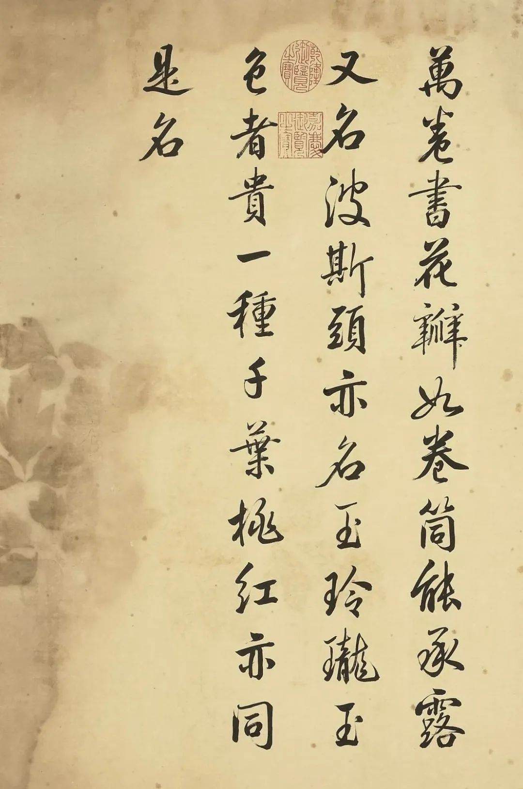 邹一桂《牡丹二十四品图》 历代国画 第11张