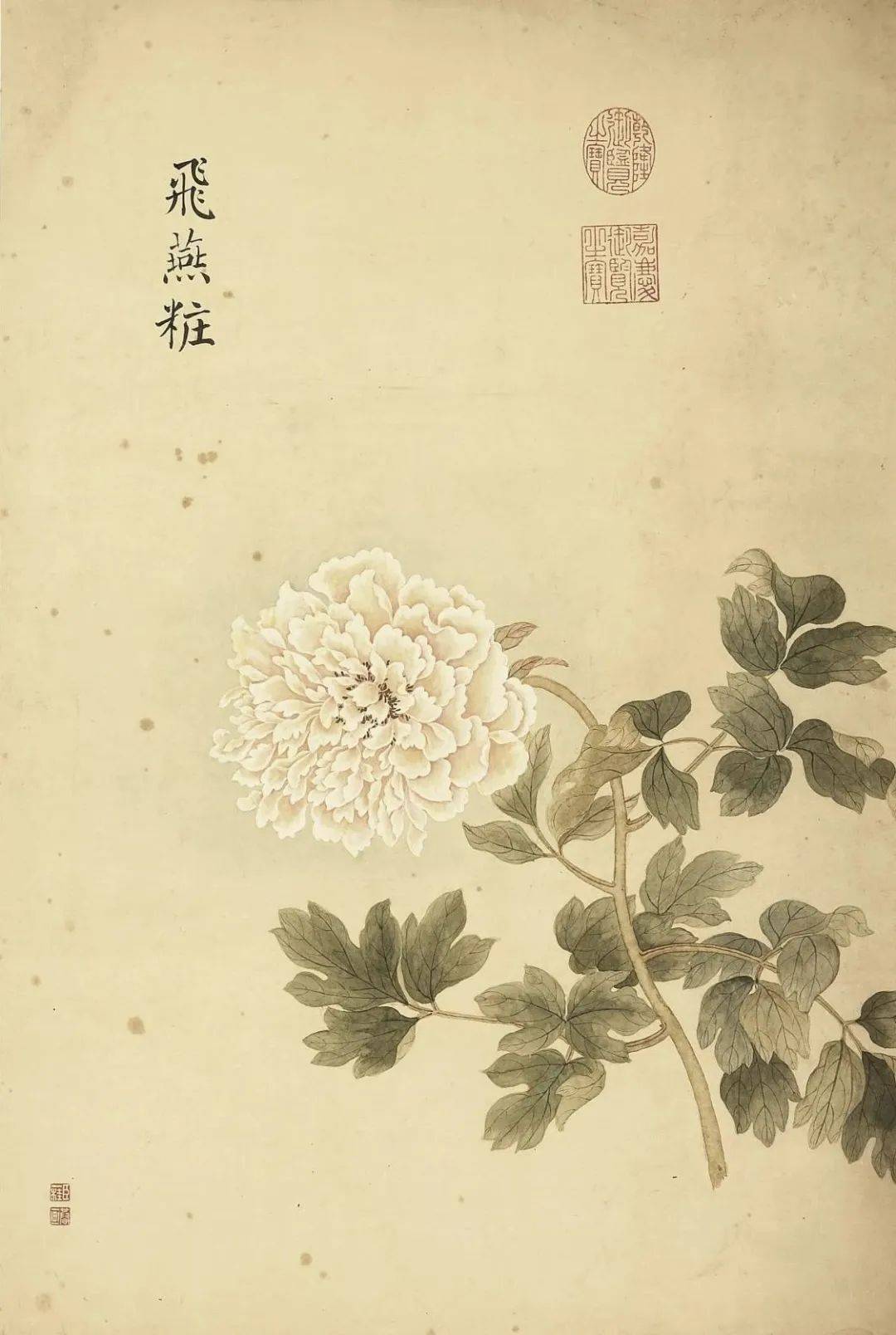 邹一桂《牡丹二十四品图》 历代国画 第57张