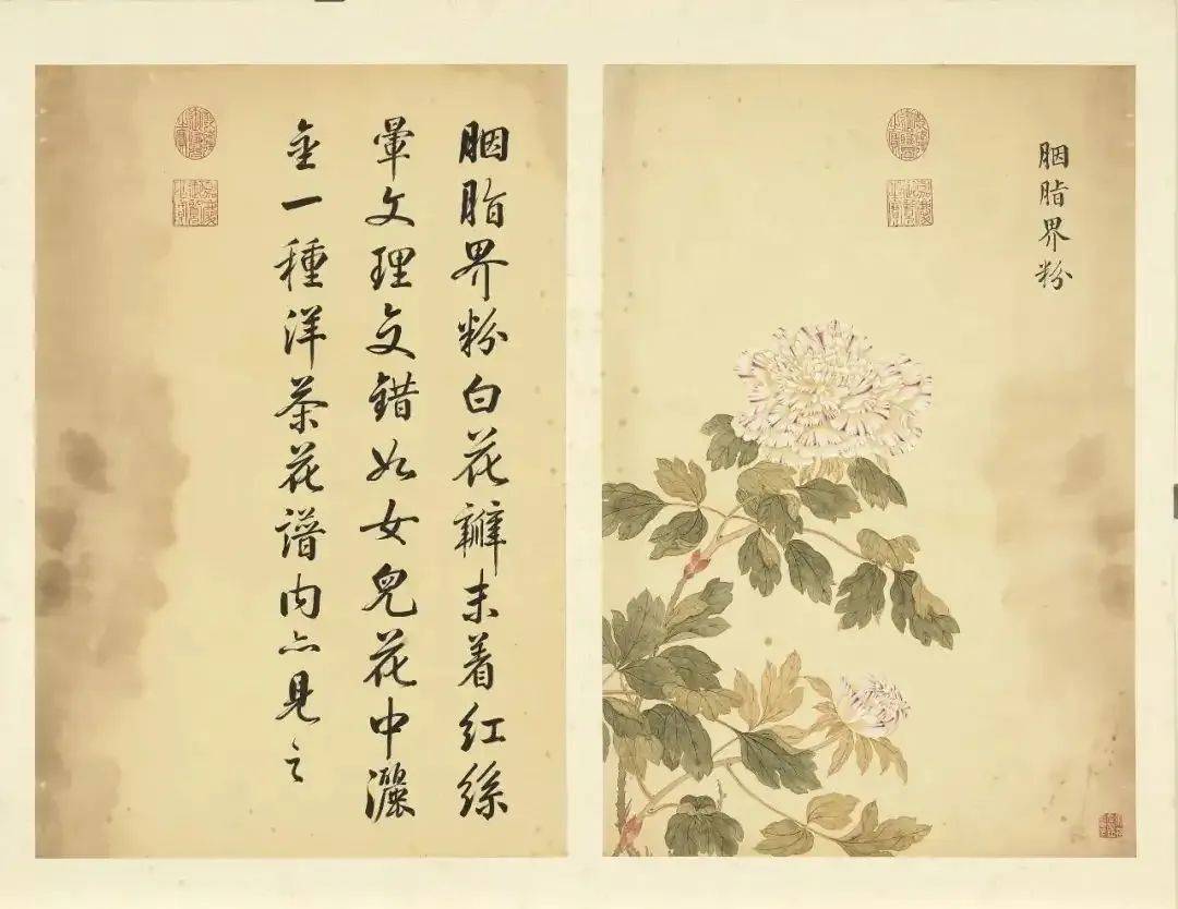 邹一桂《牡丹二十四品图》 历代国画 第64张